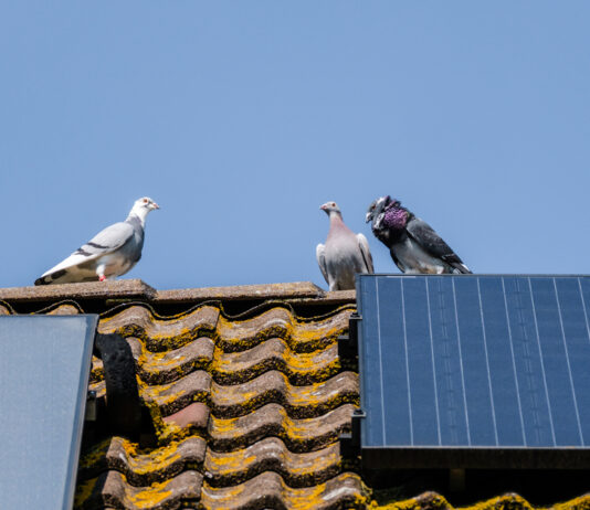 taubenabwehr solaranlage